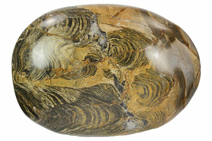Polished Stromatolite (Greysonia) Pebble - Bolivia #126353